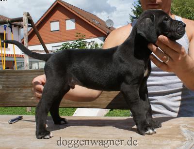 Cedric Vom Hause Wagner