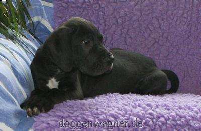 Cedric Vom Hause Wagner