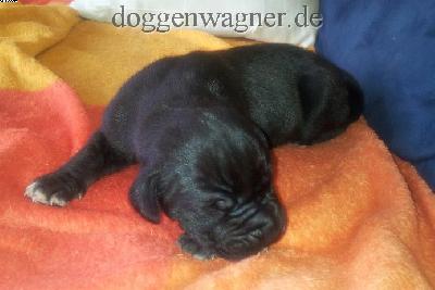 Chevalier Vom Hause Wagner