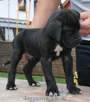 Chevalier Vom Hause Wagner