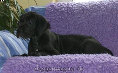 Chevalier Vom Hause Wagner