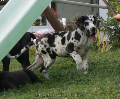 Canessa Vom Hause Wagner