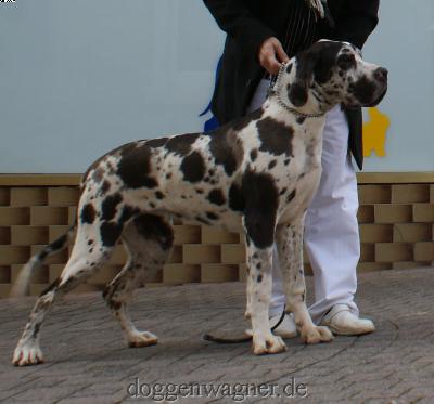 Canessa Vom Hause Wagner