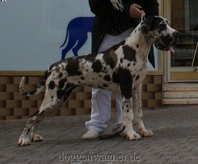 Canessa Vom Hause Wagner