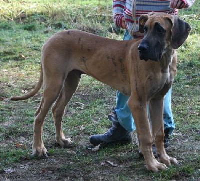Graf Guss vom Waldfrieden