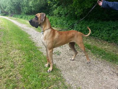 Graf Guss vom Waldfrieden