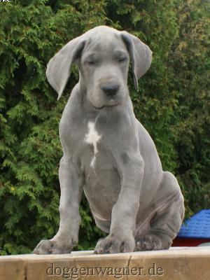 Enrique Vom Hause Wagner