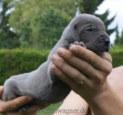 Else Vom Hause Wagner