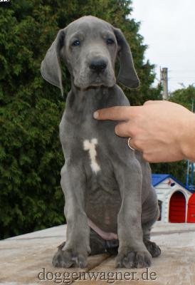 Else Vom Hause Wagner