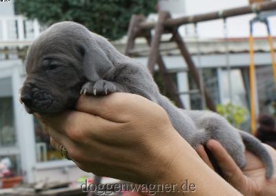 Elisabeth Vom Hause Wagner