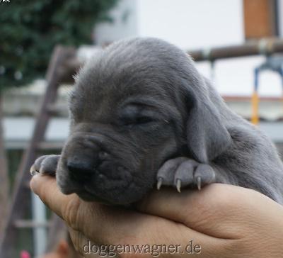 Emilia Vom Hause Wagner