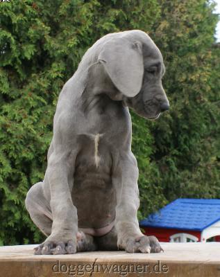 Emilia Vom Hause Wagner