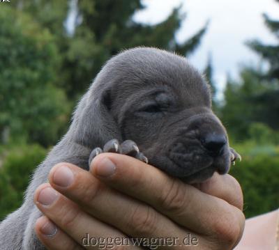 Euphoria Vom Hause Wagner