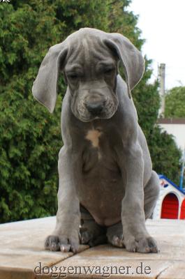 Euphoria Vom Hause Wagner