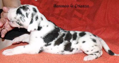 Baroness La Crianza
