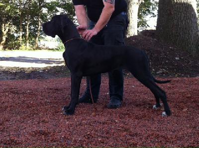 Ch Quality vom Herstallturm