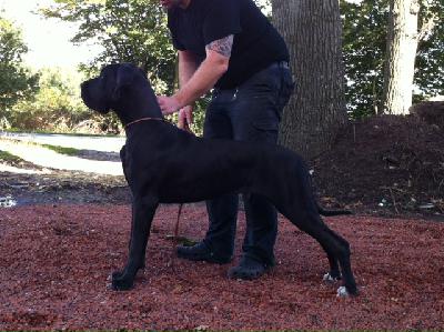 Ch Quality vom Herstallturm