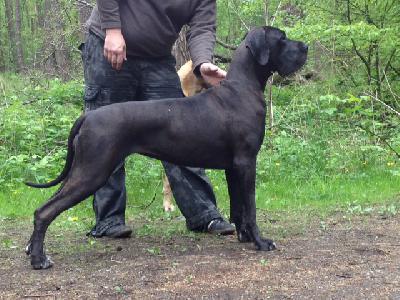 Ch Quality vom Herstallturm