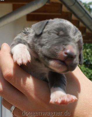 Fritz Vom Hause Wagner