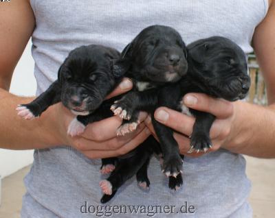 Fridolin Vom Hause Wagner