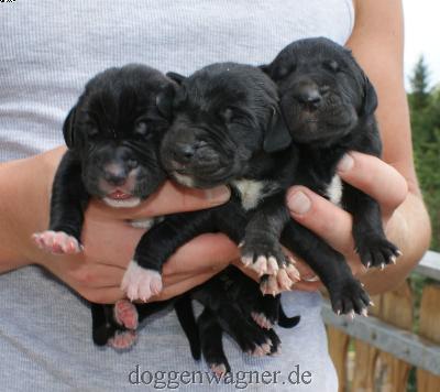 Frau Schrder Vom Hause Wagner