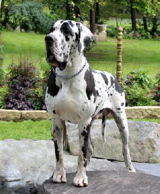 Ch Chucky von der Wolfshhle