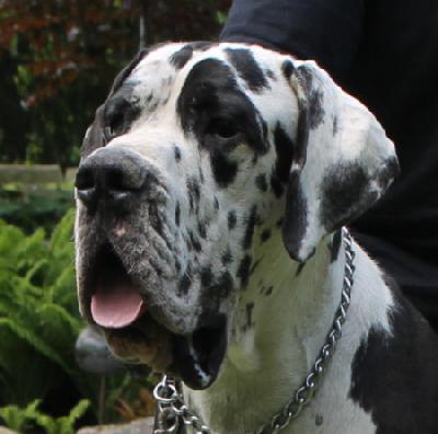 Ch Chucky von der Wolfshhle