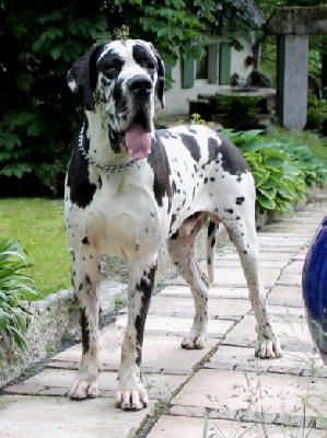 Ch Chucky von der Wolfshhle