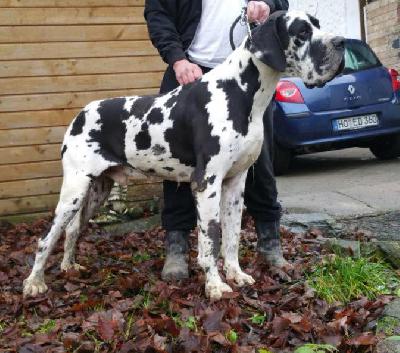 Ch Chucky von der Wolfsh�hle