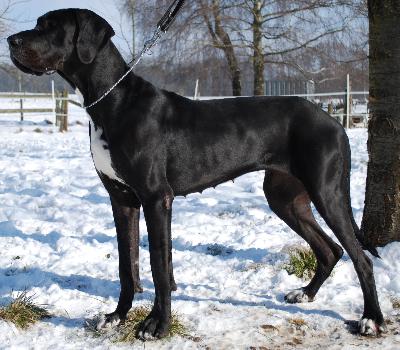 Venice of Austria Great Stars