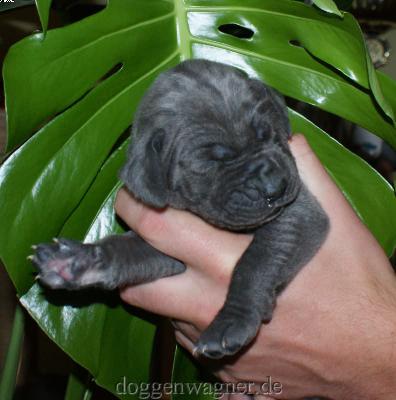 Graf Andrassy Vom Hause Wagner