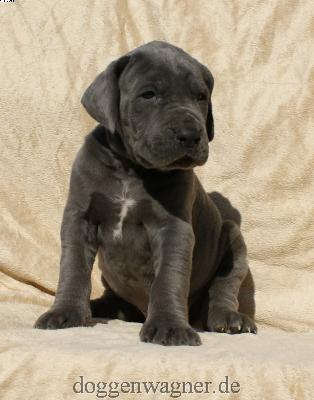 Graf Andrassy Vom Hause Wagner