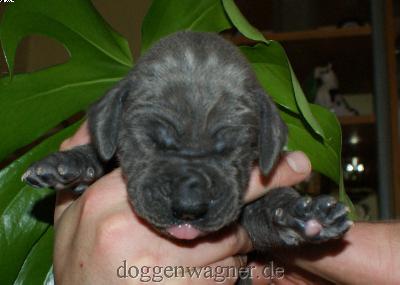 Graf Knigge Vom Hause Wagner