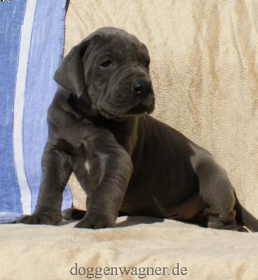 Graf Knigge Vom Hause Wagner