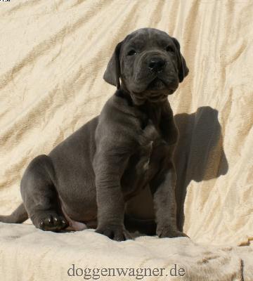 Graf Knigge Vom Hause Wagner