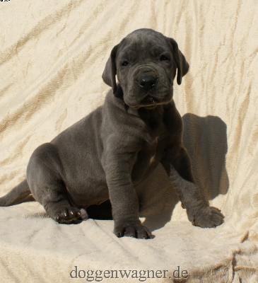 Graf Knigge Vom Hause Wagner