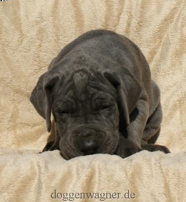 Graf Benedikt Vom Hause Wagner