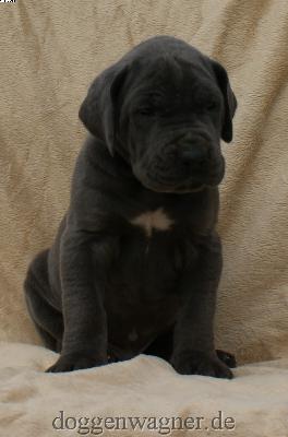 Graf Gregor Vom Hause Wagner