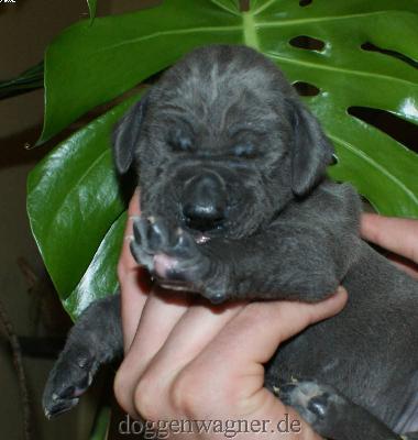 Graf Koks Vom Hause Wagner