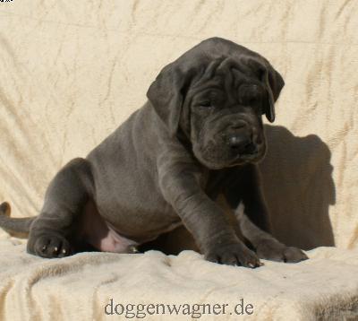 Graf Koks Vom Hause Wagner