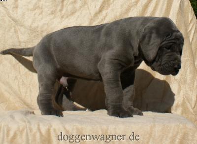 Graf Koks Vom Hause Wagner