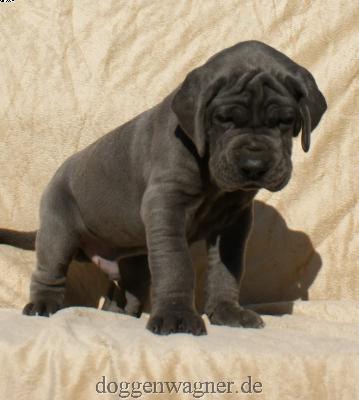 Graf Koks Vom Hause Wagner