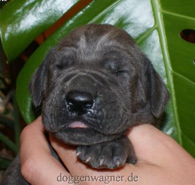 Gr�fin Sophie Vom Hause Wagner