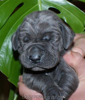 Gr�fin Eugenia Vom Hause Wagner