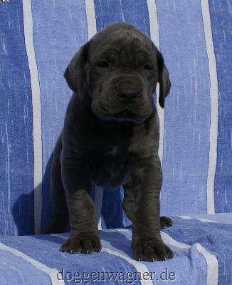 Gr�fin Eugenia Vom Hause Wagner