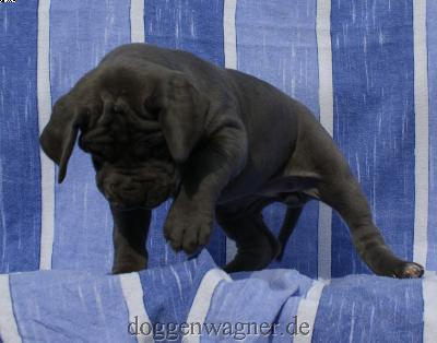 Gr�fin Gloria Vom Hause Wagner