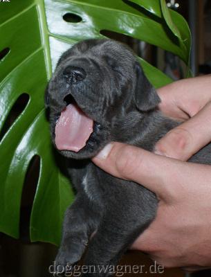 Grfin Babuschka Vom Hause Wagner