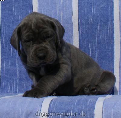 Grfin Babuschka Vom Hause Wagner