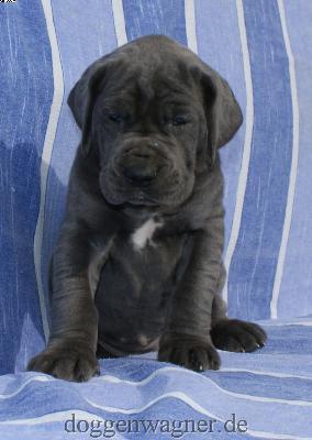 Grfin Babuschka Vom Hause Wagner