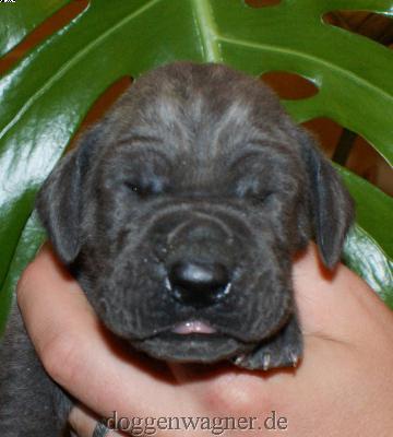 Gr�fin Xandrine Vom Hause Wagner